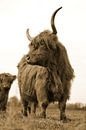 Schotse hooglanders kikkerperspectief sepia van Sascha van Dam thumbnail