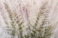 collage with ferns, multiple exposures by Guido Rooseleer thumbnail