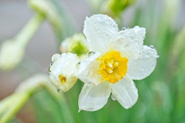 Jonquille naine blanche par un jour de printemps pluvieux dans le New Jersey sur Iris Holzer Richardson