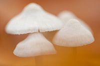 Paddenstoelen in close up