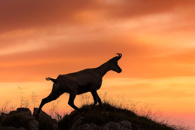Chamois in evening light by Dieter Meyrl