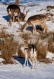 Fallow deer in the snow Amsterdam Water Supply Dunes by Merijn Loch
