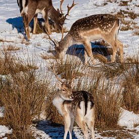 Fallow deer in the snow Amsterdam Water Supply Dunes