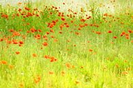 Coquelicots à la Monet par Birgitte Bergman Aperçu