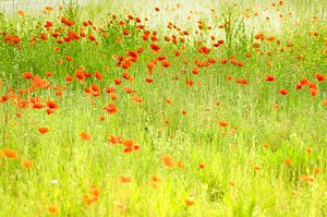 Mohnblumen im Stil von Monet