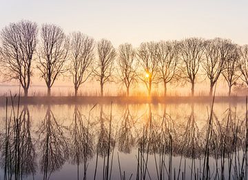 Auswahl von Bäumen im Amstel mit aufgehender Sonne und Nebel von Koen Boelrijk Photography