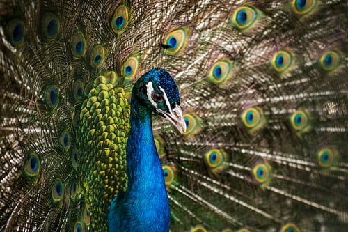 Montre-moi ta beauté 