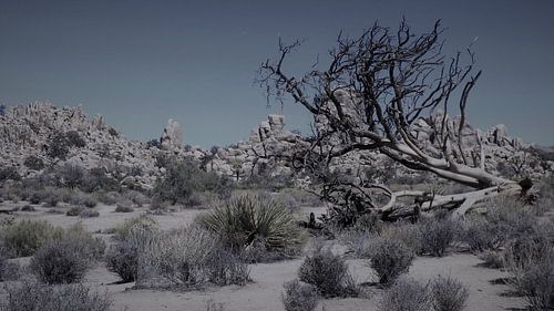 Joshua Tree National Park