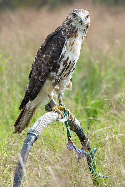 Roofvogel by Ronald De Neve