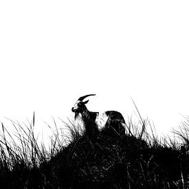 Who lets the goat out by Jacques Jullens