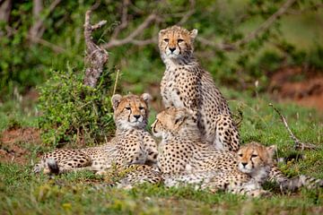 4 cheetah welpen van Peter Michel