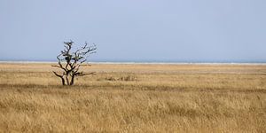 Eenzame boom, Ottenbylund, Öland, Zweden