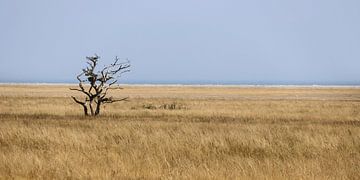 Eenzame boom, Ottenbylund, Öland, Zweden van Imladris Images