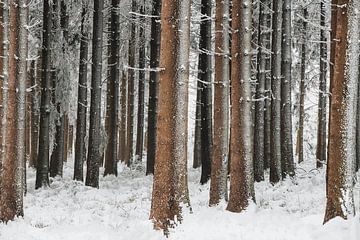 Besneeuwd bos van Erik Lei