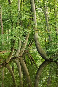 Les arbres dansants du domaine de Twickel