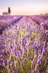 Lavender field on the Plateau de Valensole, Provence, France by Christian Müringer