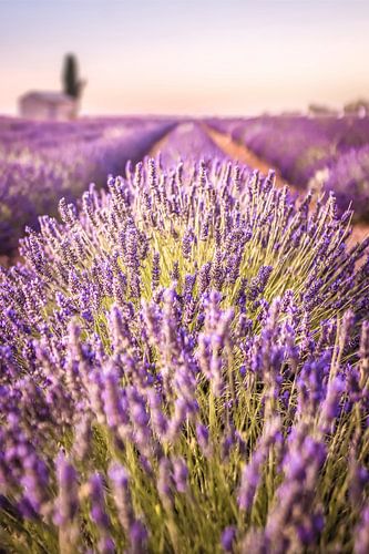 Lavendelveld op het Plateau de Valensole, Provence, Frankrijk