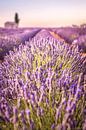 Lavendelveld op het Plateau de Valensole, Provence, Frankrijk van Christian Müringer thumbnail