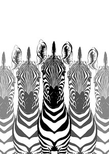Schwarz-weiße Zebras