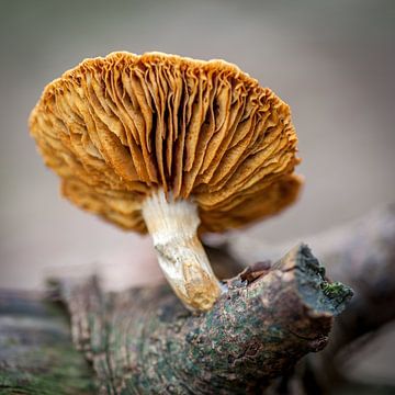 Slats of a mushroom. by Albert Mendelewski