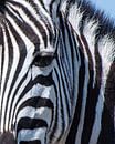 Kopf eines Zebras, Detail von Rietje Bulthuis Miniaturansicht