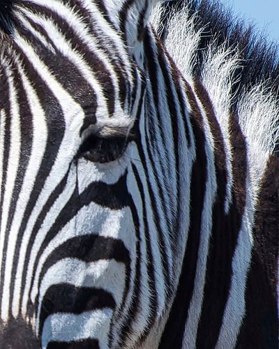 head of a zebra, detail by Rietje Bulthuis