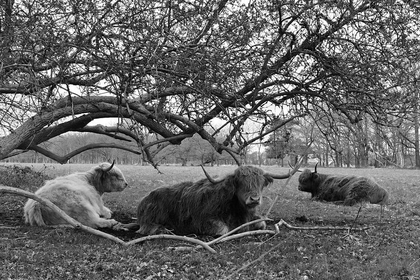 Scottish Highlanders by Bernard van Zwol