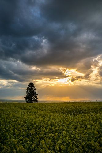 Bovennatuurlijke zon breekt door donkere bewolkte hemel boven gele koolzaad