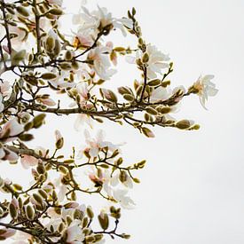 Soft Magnolia – Fleurs de magnolia blanches dans une lumière douce | Photographie florale minimaliste sur Gertinez Gallery