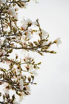 Soft Magnolia – Witte magnoliabloesem in zacht licht | Minimalistische bloemfotografie