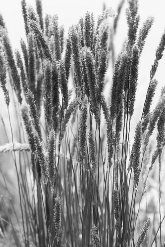 Reed plumes black and white