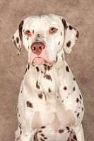 Dalmatian