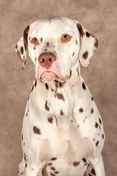Dalmatien