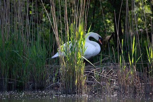 Schwan, verstecken