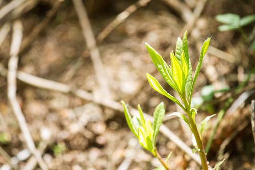 Salut les oiseaux ! Salut les fleurs ! Salut le saut !