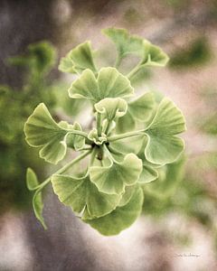 Sprouting Ginkgo II, Debra Van Swearingen von Wild Apple