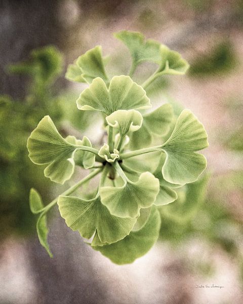 Germination ginkgo II, Debra Van Swearingen par Wild Apple