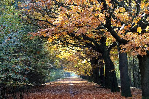 Prachtige herfst bos in warme herfstkleuren