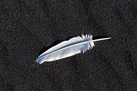 Feather on the beach by Sven-Erik Arndt