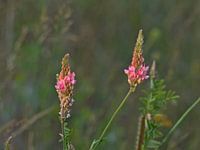 Zonnige esparcette bloemen