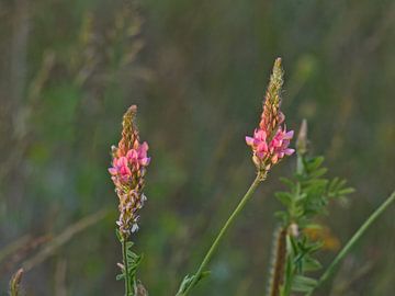 Zonnige esparcette bloemen van Kristof Lauwers