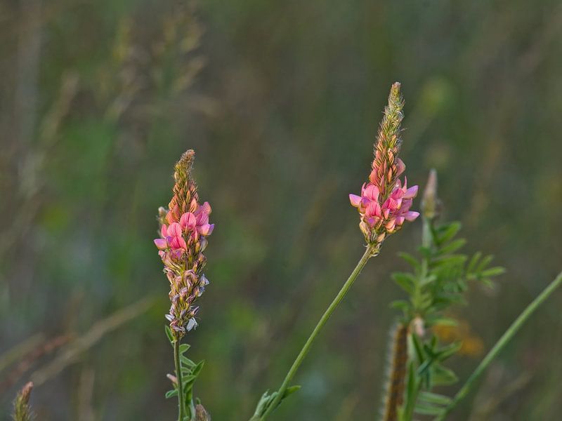 Fleurs de sainfoin ensoleillées par Kristof Lauwers