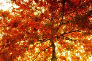 autumn tree von Yvonne Blokland