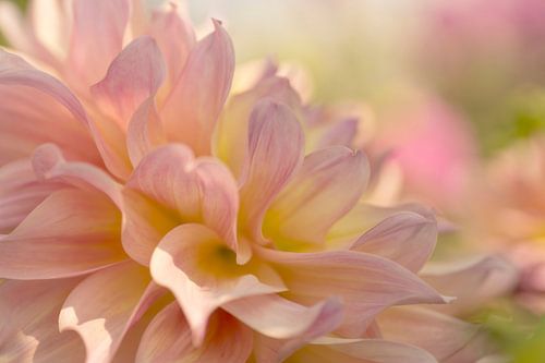 Flower festival (romantische foto van een zwierige Dahlia in mooie pastelkleuren)