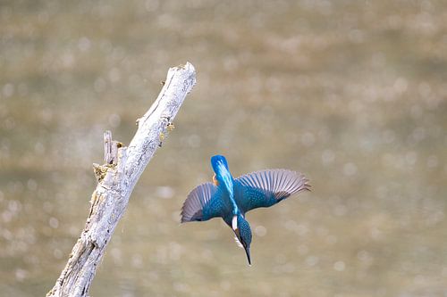 Duikende ijsvogel
