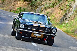 Ford Mustang Shelby GT 350H à l'Eggberg Klassik 2023 - Départ 87 sur Ingo Laue