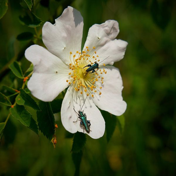 Mock longhorn beetle on a white flower by Heiko Kueverling