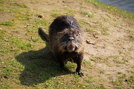 das Bild zeigt wild lebende Nutria