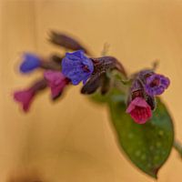 Flowering spotted lungwort
