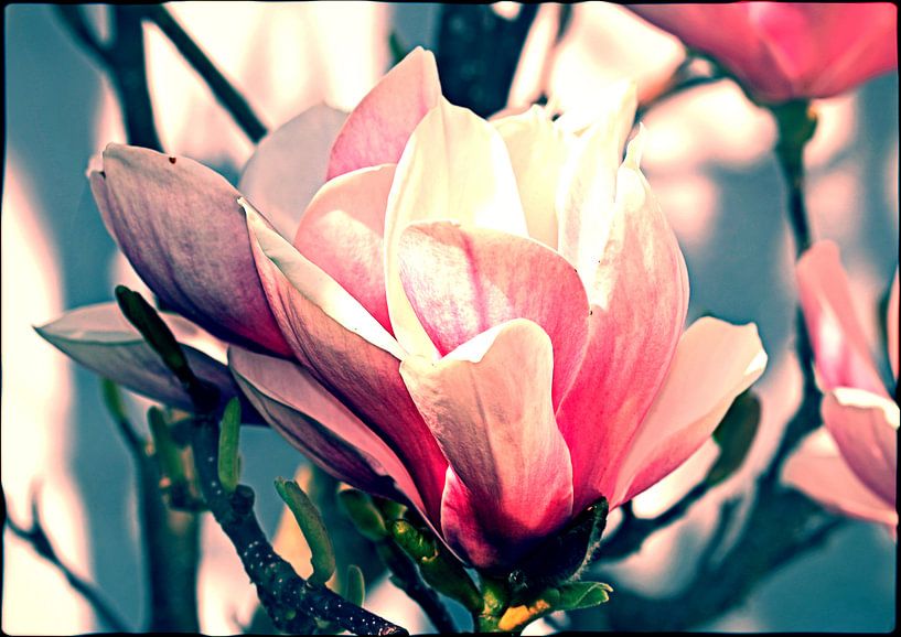 Magnolia bloesem van Roswitha Lorz